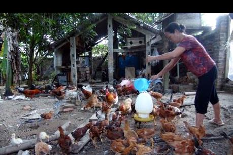 TPP tác động rõ nét đến ngành chăn nuôi Việt Nam