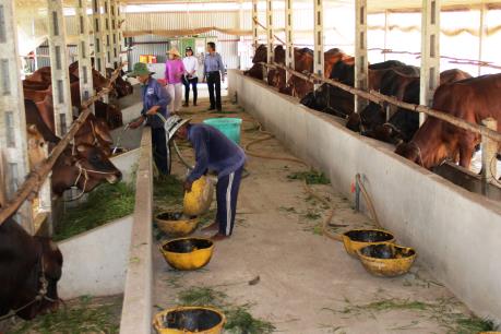 TPP tác động rõ nét đến ngành chăn nuôi Việt Nam