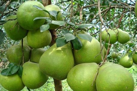 Bưởi da xanh Sông Xoài được nhận chứng nhận VietGAP