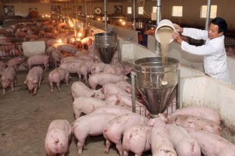 Giá heo hơi hôm nay 24/10: Đi ngang ngay đầu tuần