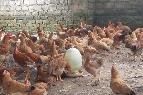Dịch cúm A/H5N6 bùng phát trên gia cầm tại Nam Định
