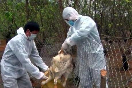 Tiêu hủy 42.000 con gà nhiễm cúm A/H5N1
