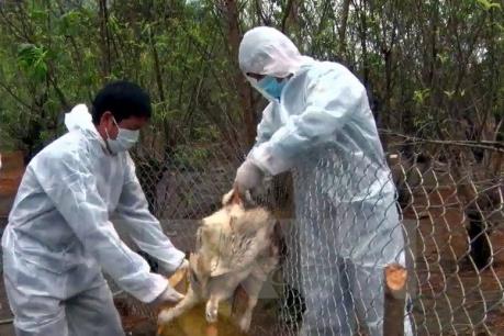 Thái Bình khống chế thành công ổ dịch cúm A/H5N6