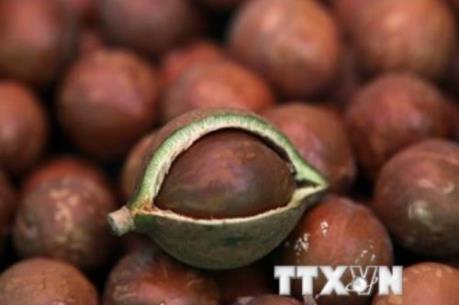 Hợp tác với Nhật Bản để chế biến chocolate xuất khẩu