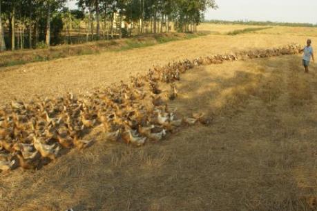 Hàn Quốc phát hiện thêm ổ dịch cúm gia cầm H5N8