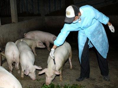 Sóc Trăng công bố dịch tai xanh tại xã Trường Khánh