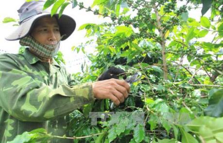 Nông dân Mường Ảng lao đao vì cà phê mất giá
