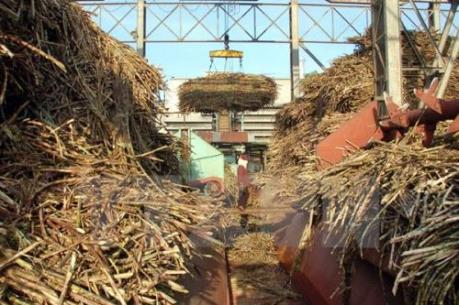 Mía tăng giá kỷ lục sau nhiều năm rớt giá