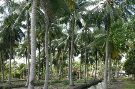 Không trồng dừa trên các tuyến đường ở Tp. Hồ Chí Minh