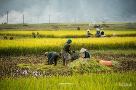 Sản xuất nhỏ lẻ không thể tạo nên sức cạnh tranh