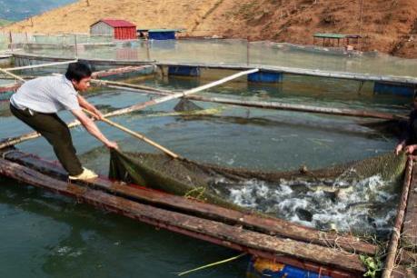 Xuất khẩu cá tra sang Trung Quốc tăng mạnh: Mừng hay lo?