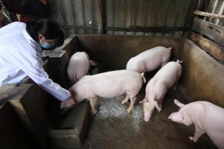 Tây Ninh chặn dịch lợn tai xanh từ Campuchia