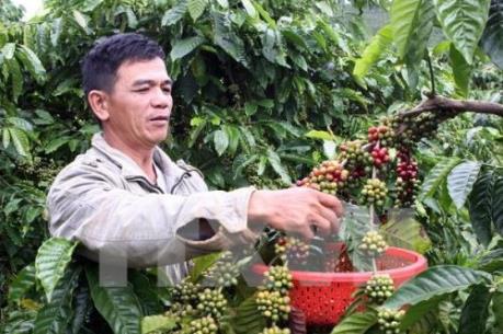 Giá cà phê Tây Nguyên giảm hơn 5,000 đồng/kg