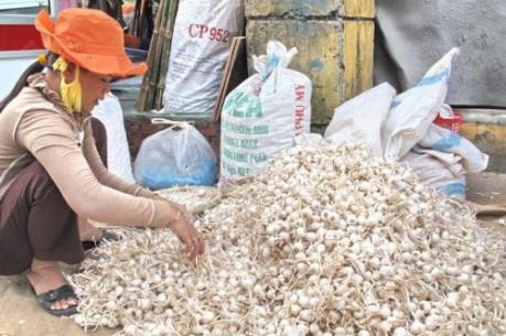 UBND huyện Lý Sơn đề nghị đính chính thông tin vi phạm nhãn hiệu tỏi Lý Sơn