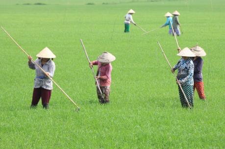 Nông nghiệp Việt Nam đối mặt với các thách thức từ TPP