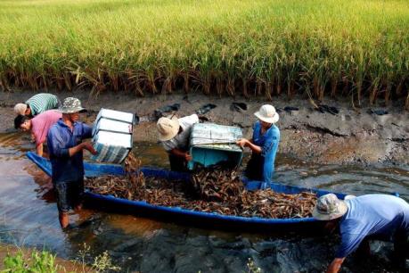 Phê duyệt quy hoạch phát triển nuôi tôm hùm đến năm 2020