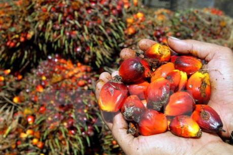 FAO: Giá lương thực tăng trong tháng 10 do thời tiết không thuận