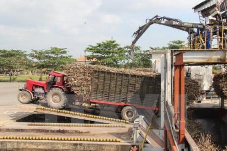 Sản xuất đường gián đoạn vì thiếu nguyên liệu