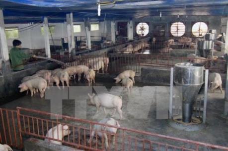 Giá lợn hơi hôm nay 6/12 nhích nhẹ