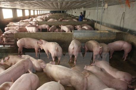 Tây Ninh cấm xuất chuồng 500 con lợn có chất tạo nạc