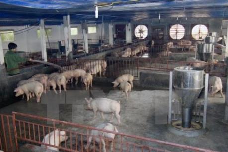 An toàn vệ sinh thực phẩm: Xử lý vi phạm sử dụng chất cấm trong chăn nuôi