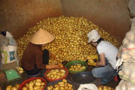 Dán tem chống giả cho khoai tây Đà Lạt