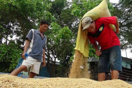 Không đề xuất thu mua tạm trữ gạo trong vụ Đông Xuân 2015-2016
