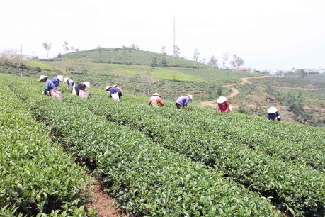 Chè Lâm Đồng không vượt ngưỡng hoạt chất fipronil