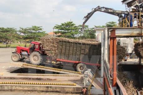 Hiệp hội Mía đường Việt Nam yêu cầu các doanh nghiệp không nâng giá mía