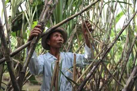 Giá mía tăng hơn 100.000 đồng/tấn