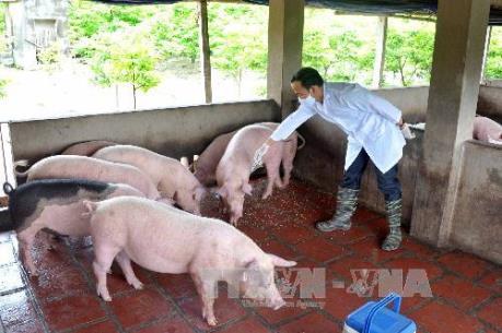 BIDV dành 1 tỷ USD cho vay phát triển chăn nuôi