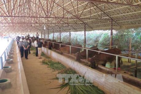 Hoàng Anh Gia Lai có chuỗi cung ứng thịt bò vào năm 2016