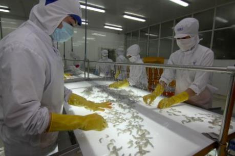 Malaysia ngăn chặn nhập khẩu tôm chứa chất kháng sinh bị cấm