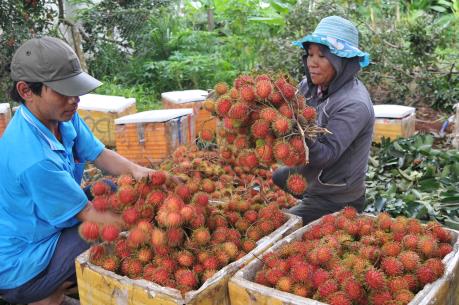 Chôm chôm Đồng Nai xuất khẩu sang Pháp