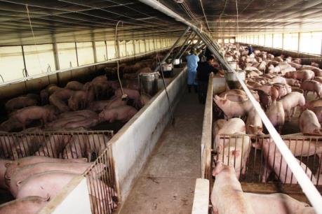 Đồng Nai kiểm tra chất cấm trong chăn nuôi