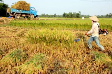 Năng suất thu hoạch đầu vụ ở Tiền Giang vẫn tăng dù hạn mặn