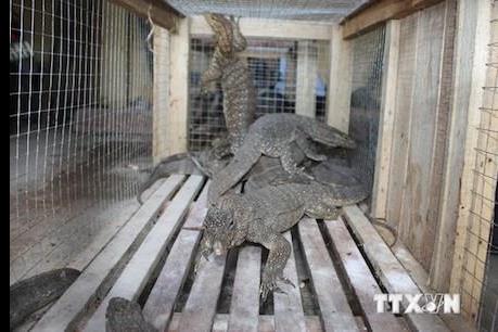 Nạn buôn bán động vật hoang dã qua internet lan rộng