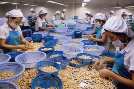 Xuất khẩu nhân điều sẽ đạt mức cao nhất từ trước đến nay