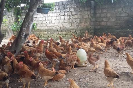 Công bố dịch lở mồm long móng, dịch cúm gia cầm tại Sơn La