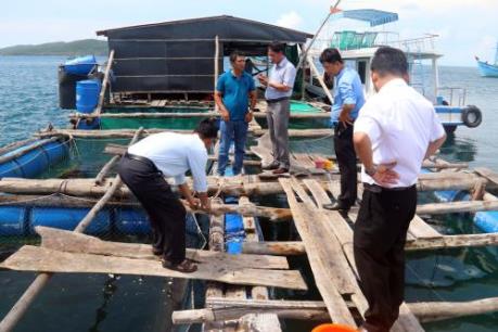 Cá nuôi lồng bè chết hàng loạt đầy bí ẩn ở Bình Thuận