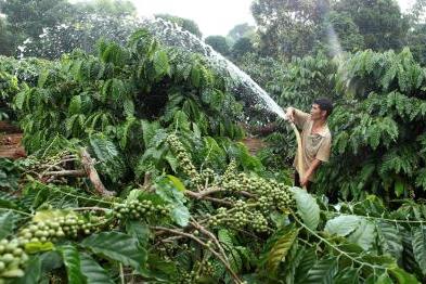 Hồ tiêu Việt Nam đã có mặt tại 97 quốc gia/vùng lãnh thổ