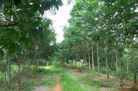 Bình Phước: Điều tra, làm rõ vụ nổ súng để trấn áp người trộm mủ cao su