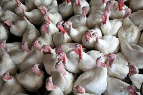 Hàn Quốc ngừng nhập khẩu gia cầm từ Pháp vì H5N1