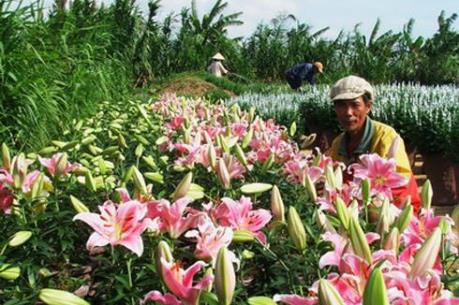 Gần 1.000 ha hoa Đà Lạt phục vụ cho thị trườngTết 2016