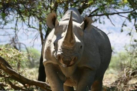 Nam Phi bãi bỏ lệnh cấm buôn bán sừng tê giác gây tranh cãi