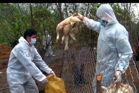 Cảnh báo về nguy cơ bùng phát dịch bệnh trên đàn gia súc, gia cầm