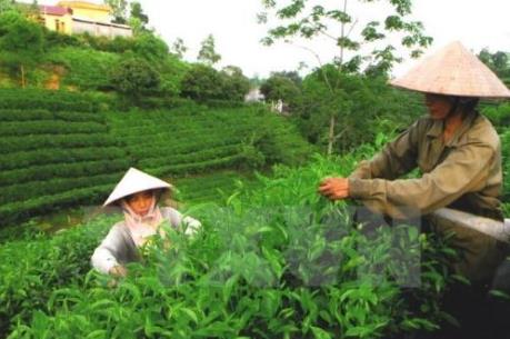 Thái Nguyên cần tính chuyện góp vốn, góp đất trồng chè quy mô lớn