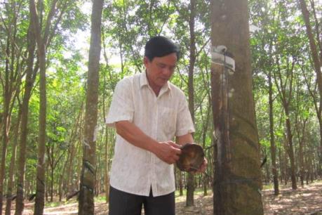 Bài học đắng từ phát triển nóng cao su