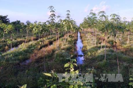 Cây cao su ở Đông Nam Bộ-  Bài 1: Tiểu điền chuyển đổi, đại điền ổn định
