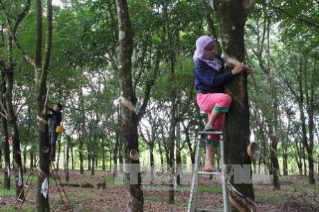 Cây cao su ở Đông Nam bộ - Bài 2: Quy chuẩn nào cho ngành cao su